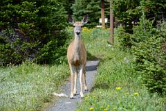 17 Deer Walking Along The Trail Next To Naiset Cabins Near Lake Magog At Mount Assiniboine.jpg